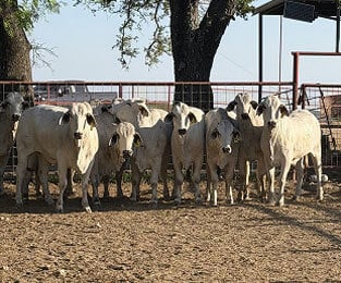 lambs