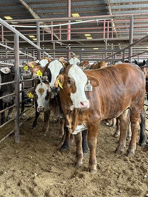 cattle
