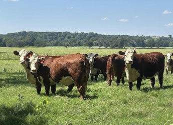 cattle in field